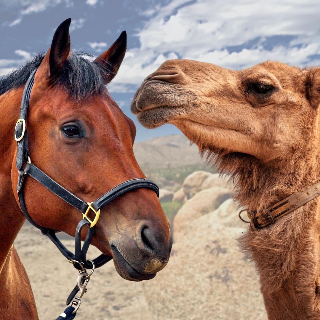 Horse and camel feed